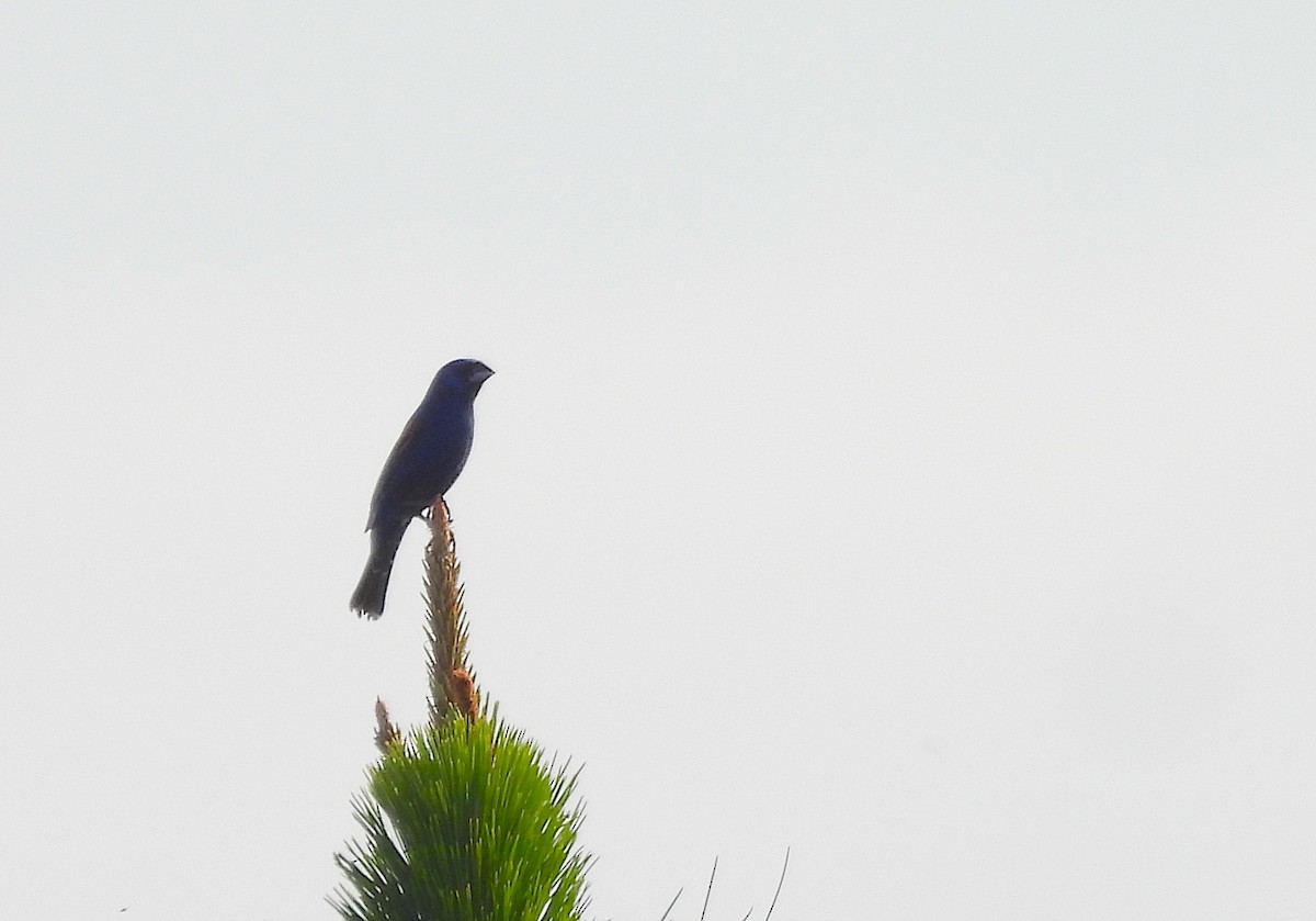 Guiraca bleu - ML636025323