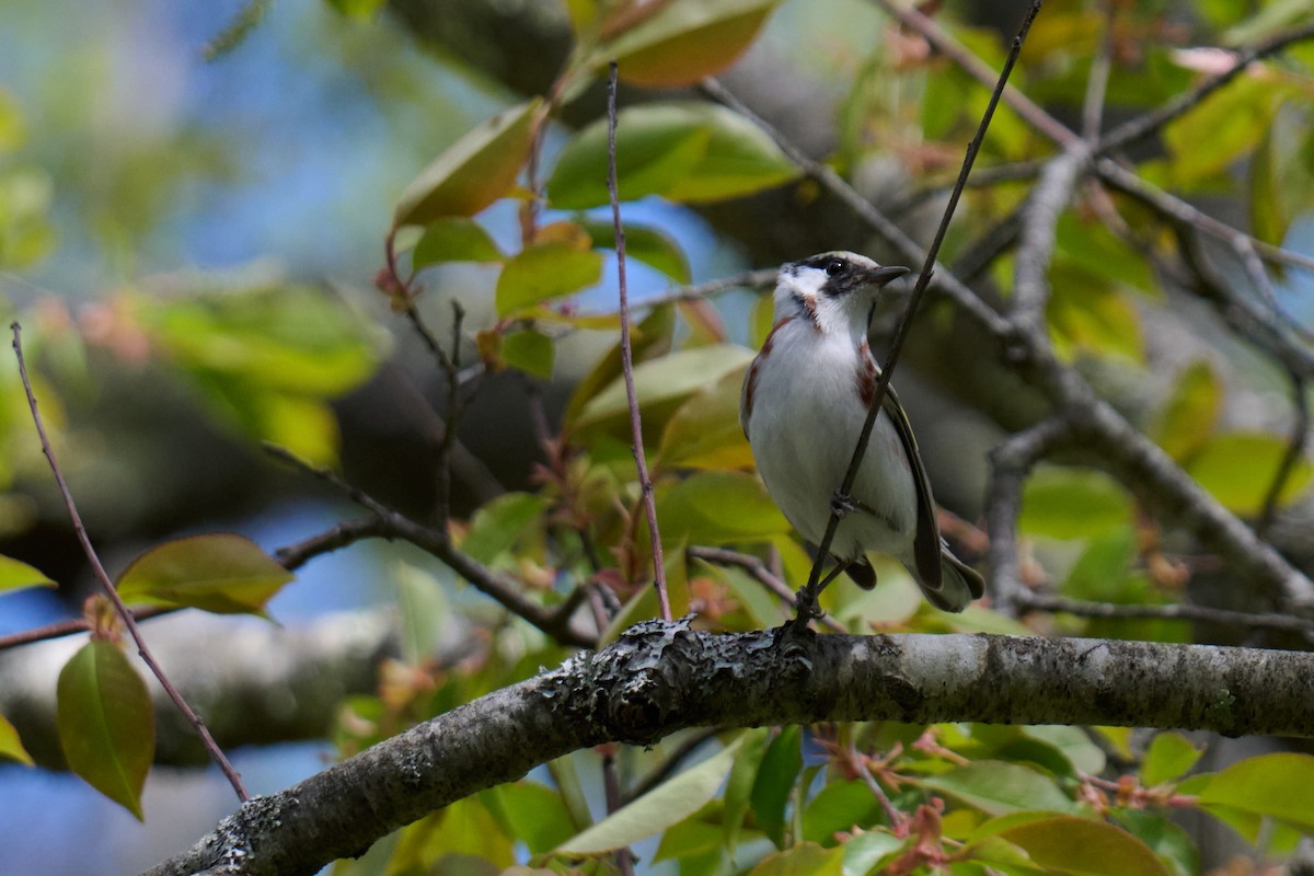 Chestnut-sided Warbler - ML636025331