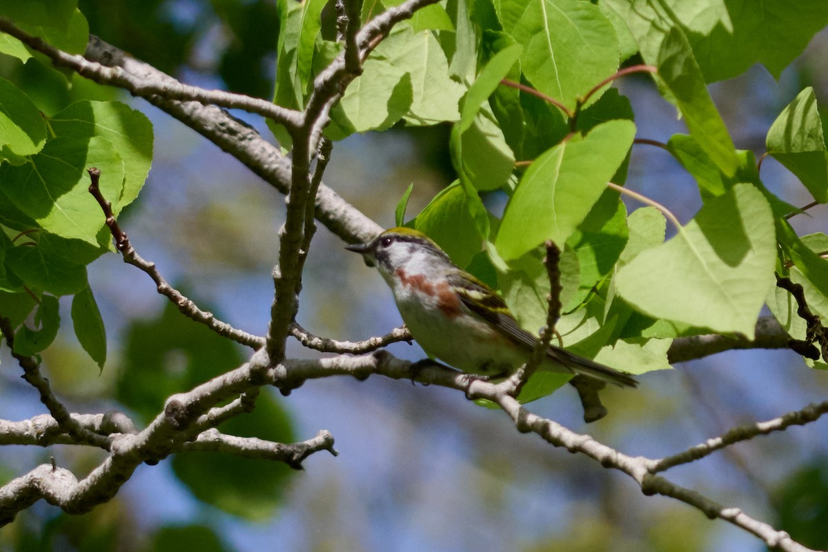 Chestnut-sided Warbler - ML636025332