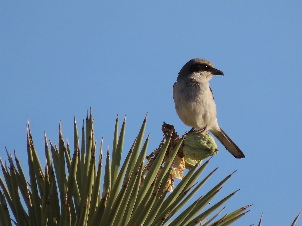 Loggerhead Shrike - ML636025336