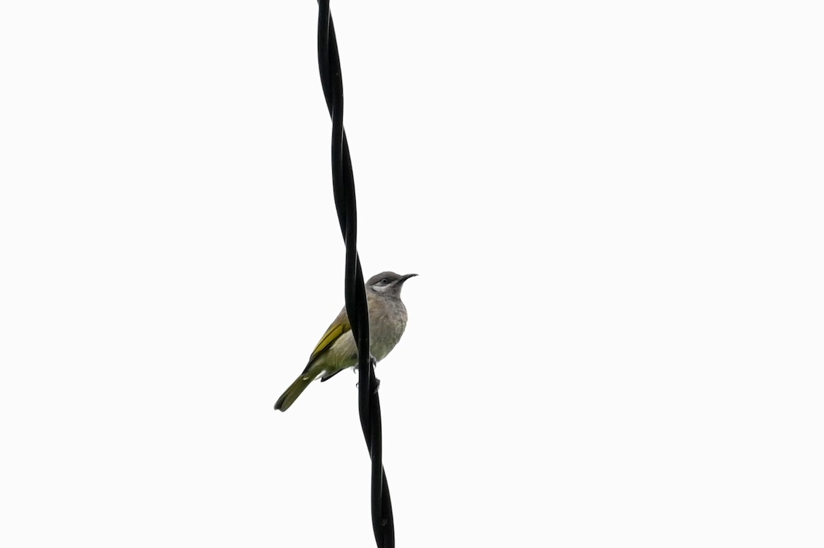 Dark-brown Honeyeater - ML636025342