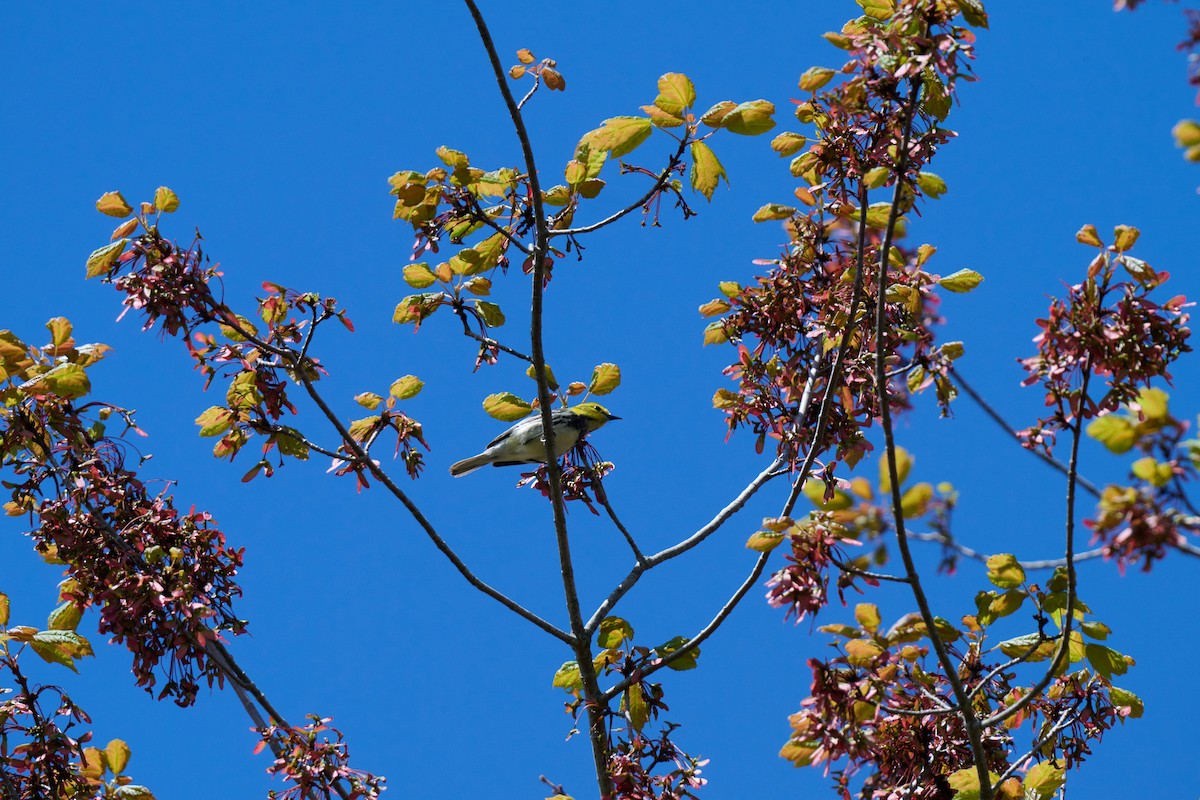 Black-throated Green Warbler - ML636025366