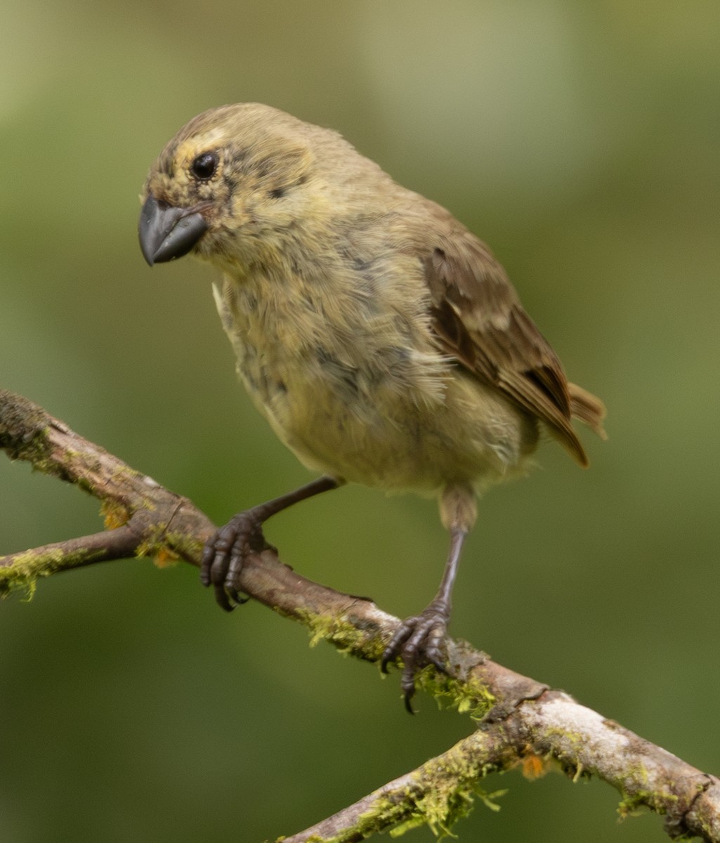 Large Tree-Finch - ML636025376