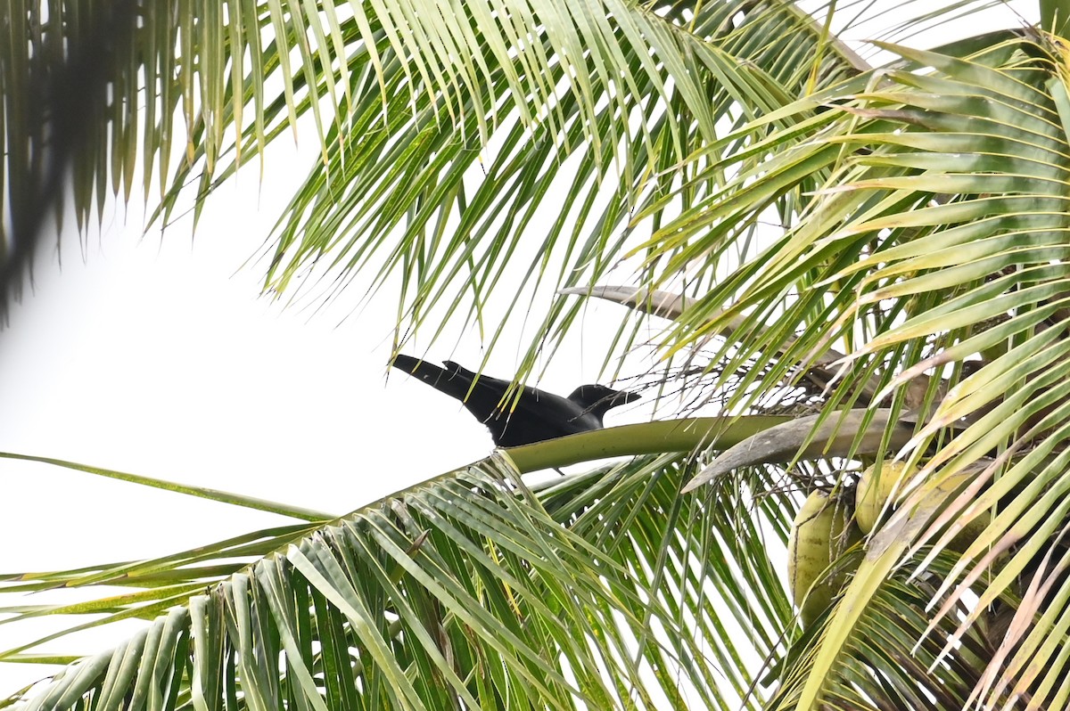 New Caledonian Crow - ML636025381