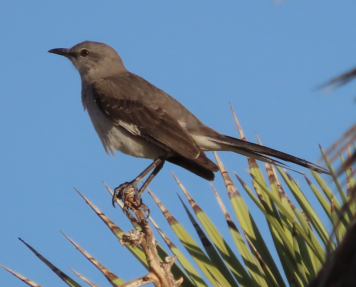 Northern Mockingbird - ML636025393