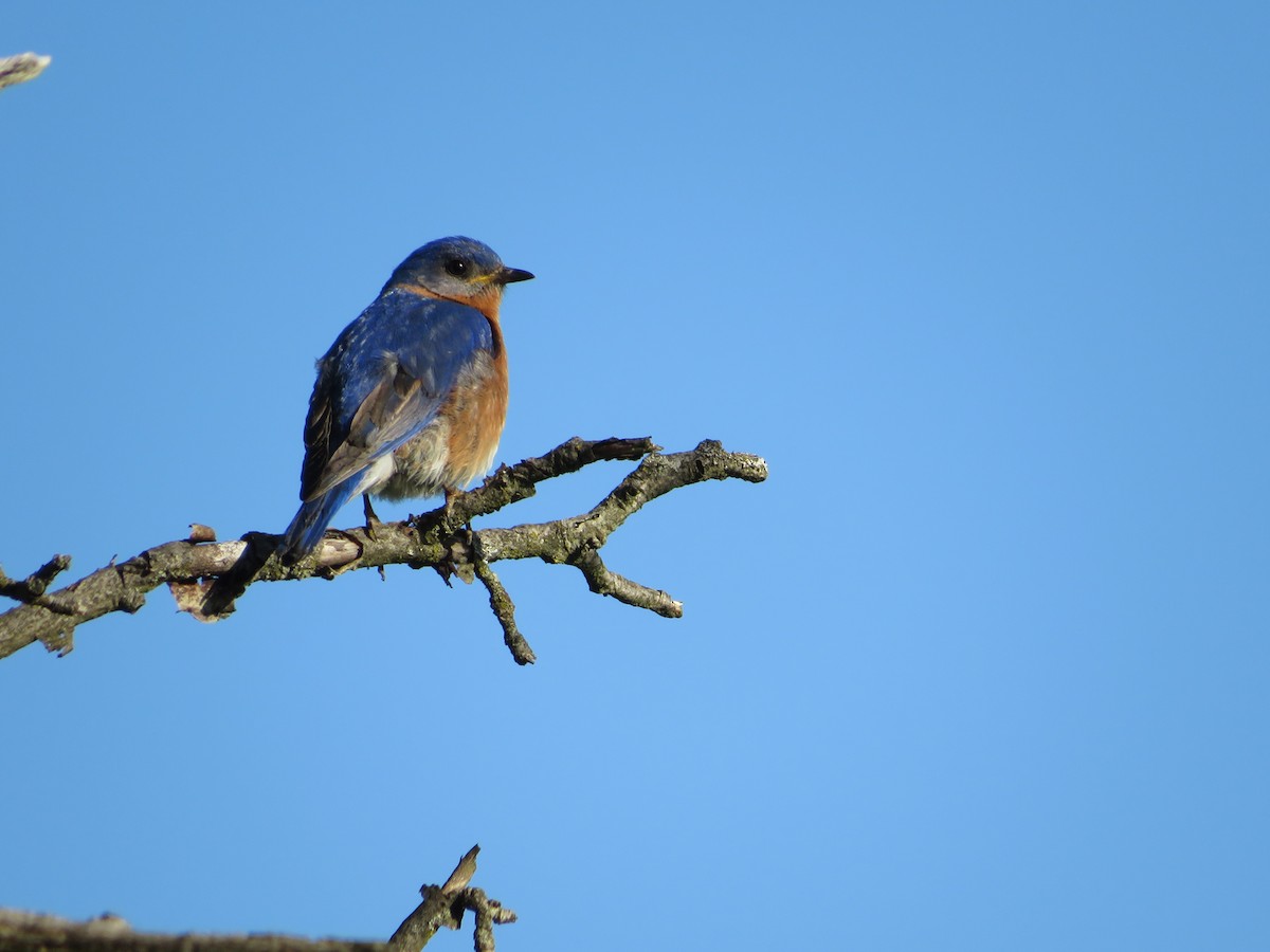 Eastern Bluebird - ML636025610