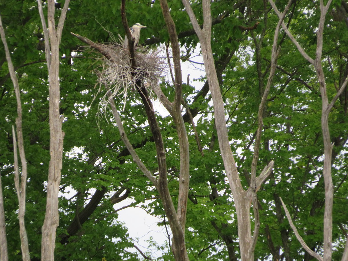 Great Blue Heron - ML636025641