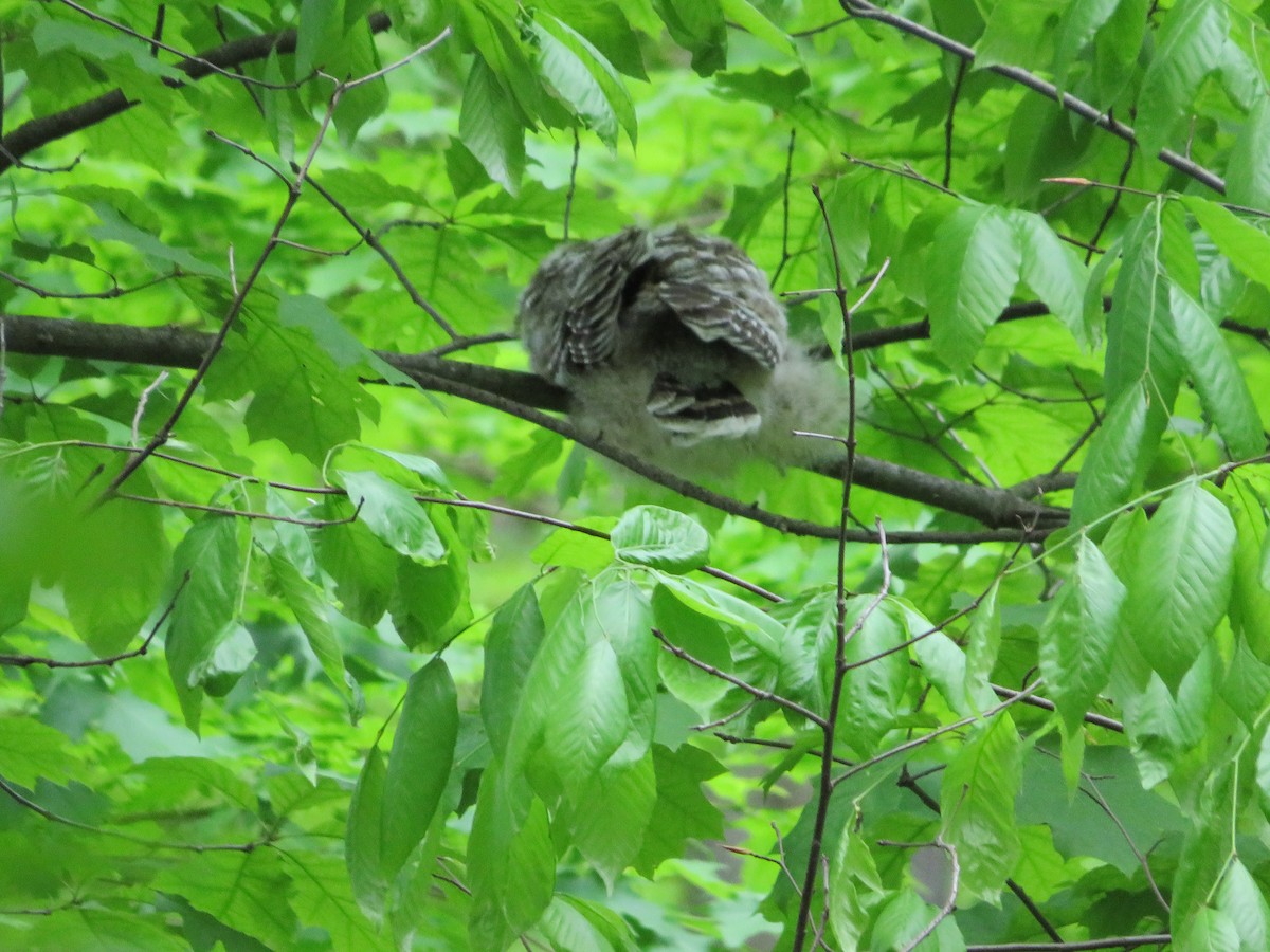 Barred Owl - ML636025762
