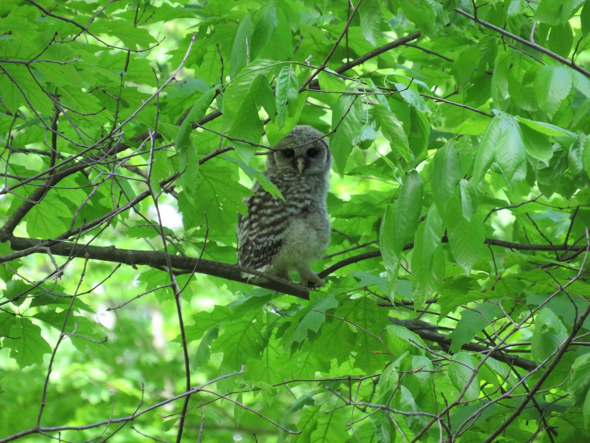 Barred Owl - ML636025772