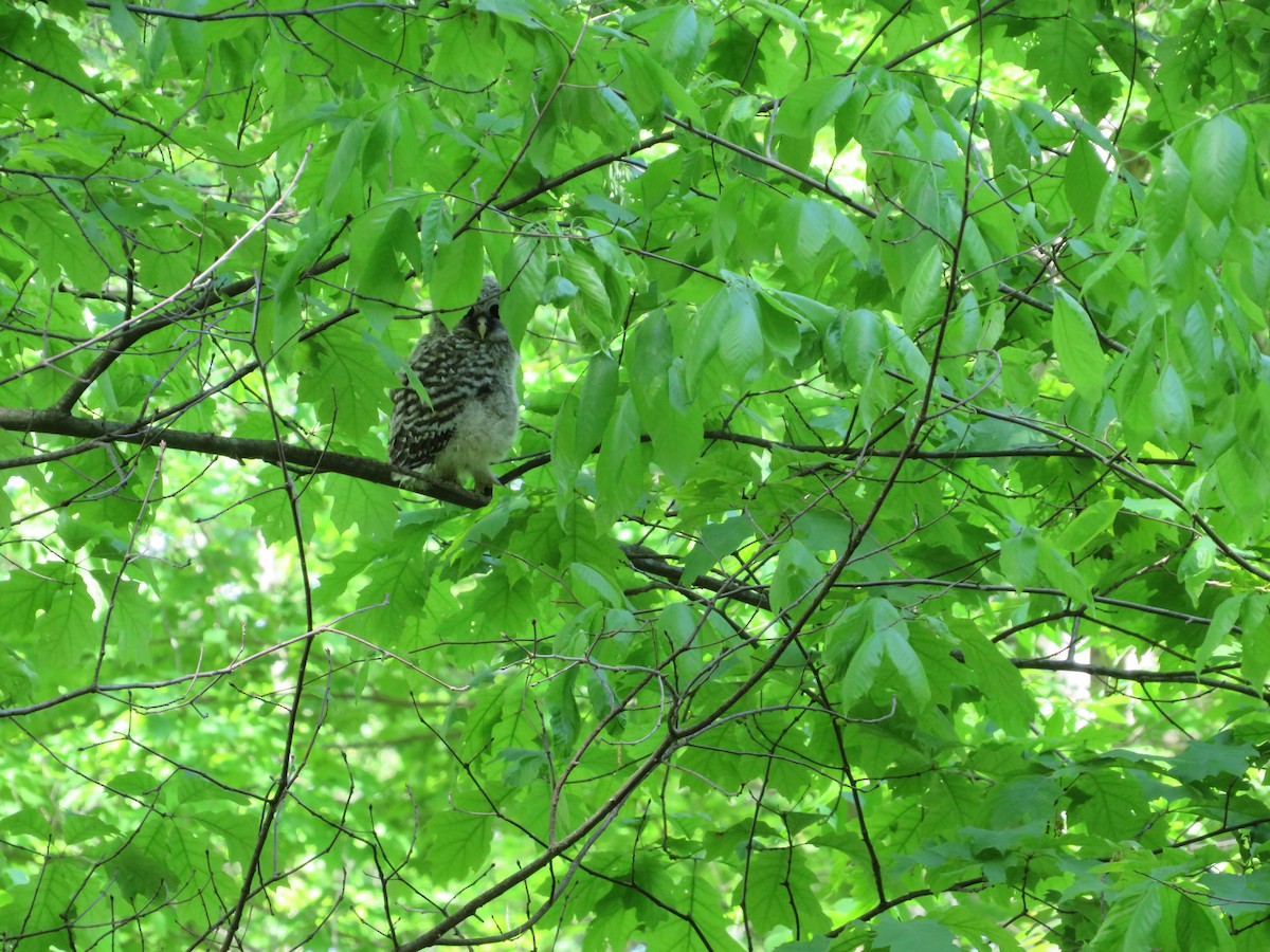 Barred Owl - ML636025780