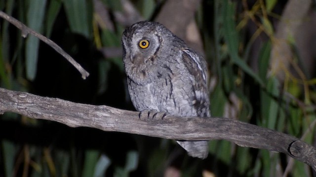 African Scops-Owl - ML636026084