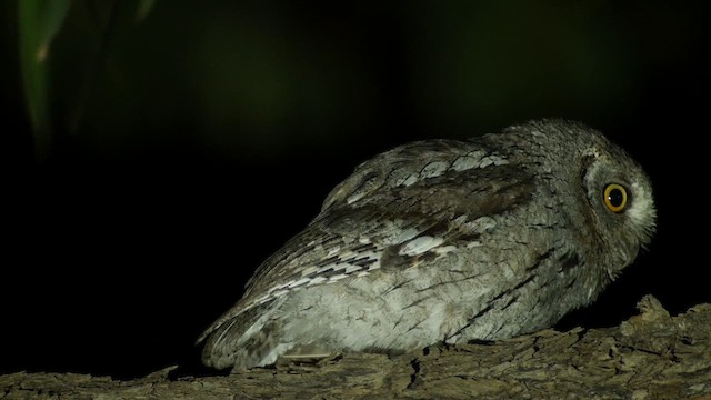 African Scops-Owl - ML636026188