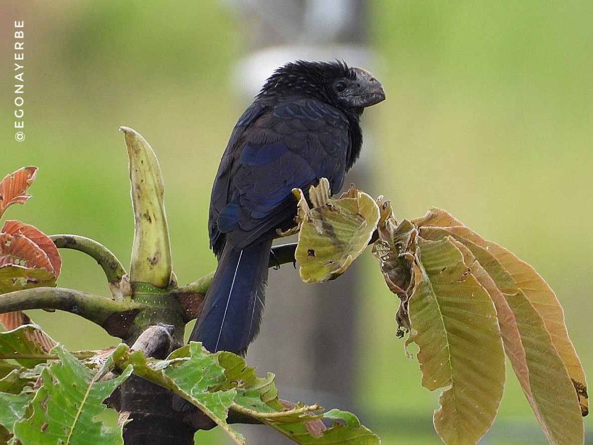 Smooth-billed Ani - ML636026190