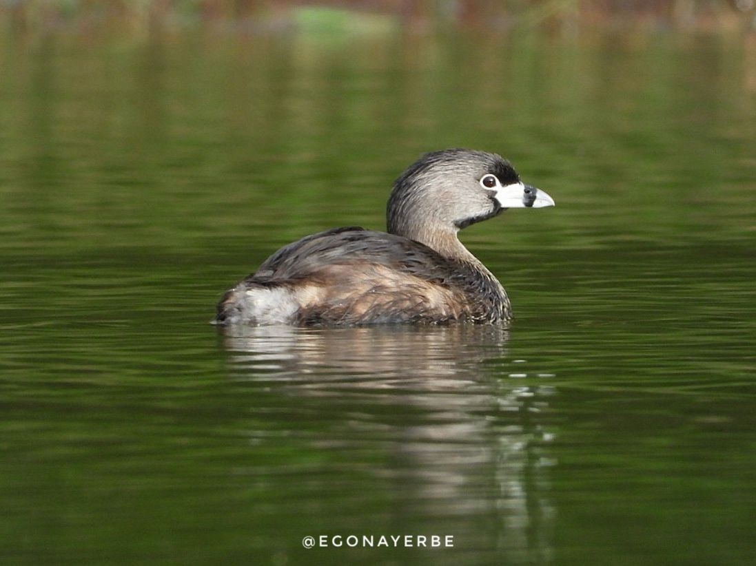 Pied-billed Grebe - ML636026214