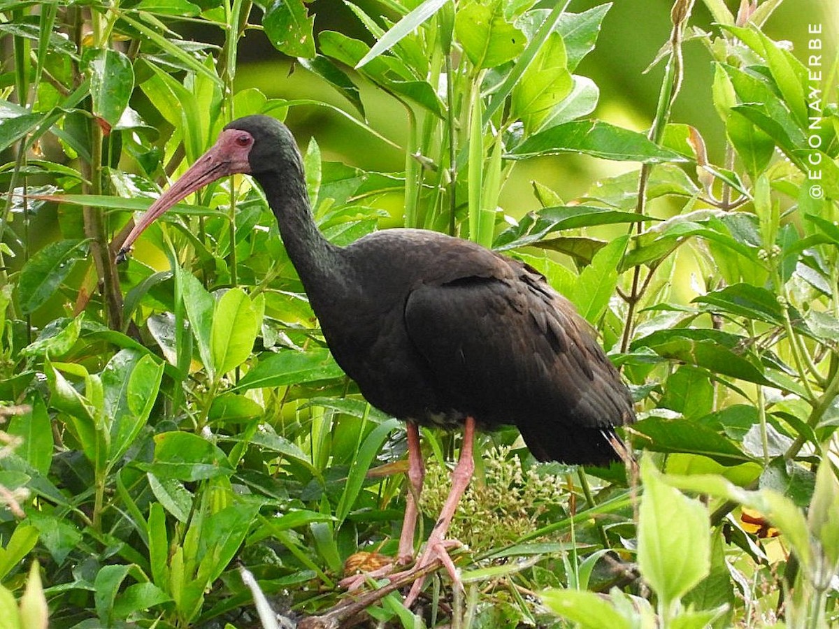 Bare-faced Ibis - ML636026249