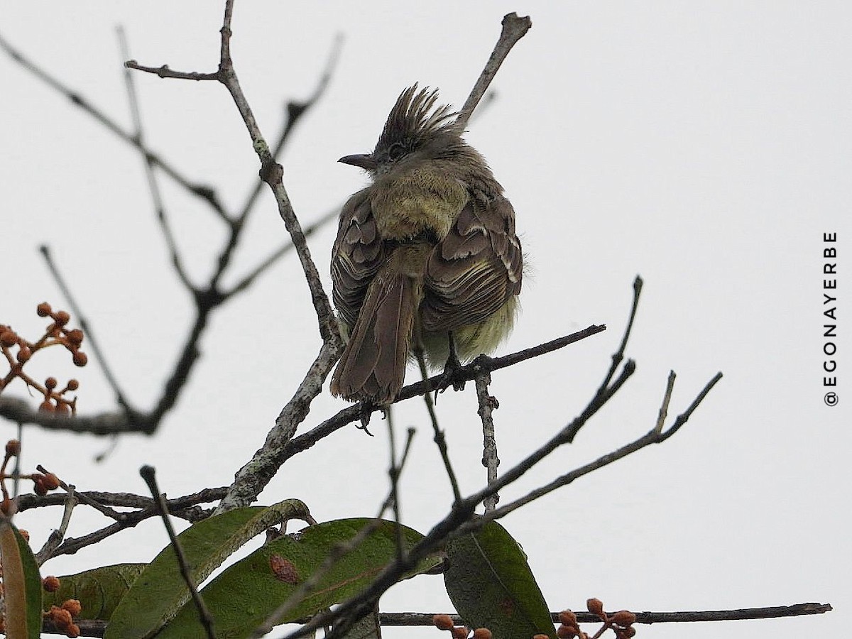 Yellow-bellied Elaenia - ML636026303