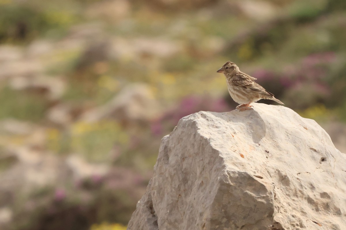 Rock Sparrow - ML636026318