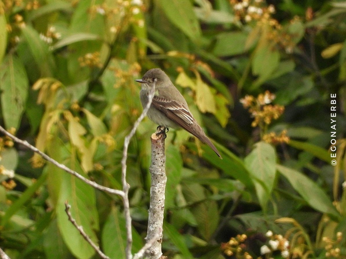 Acadian Flycatcher - ML636026322