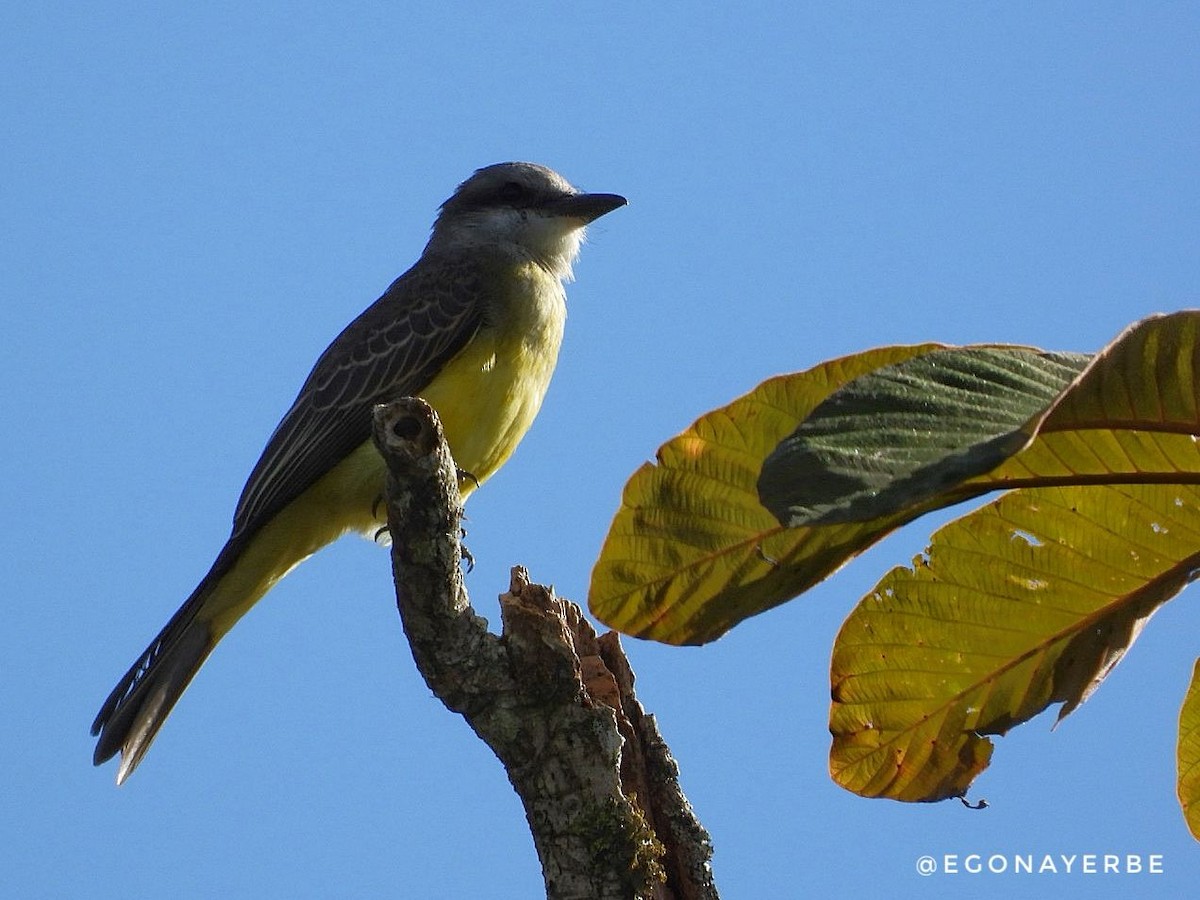 Tropical Kingbird - ML636026361