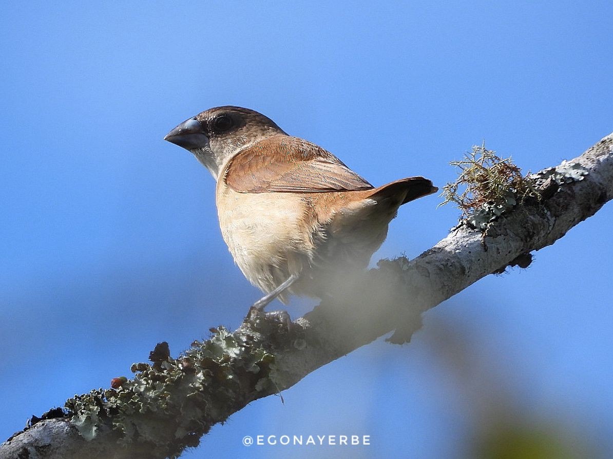 Tricolored Munia - ML636026393