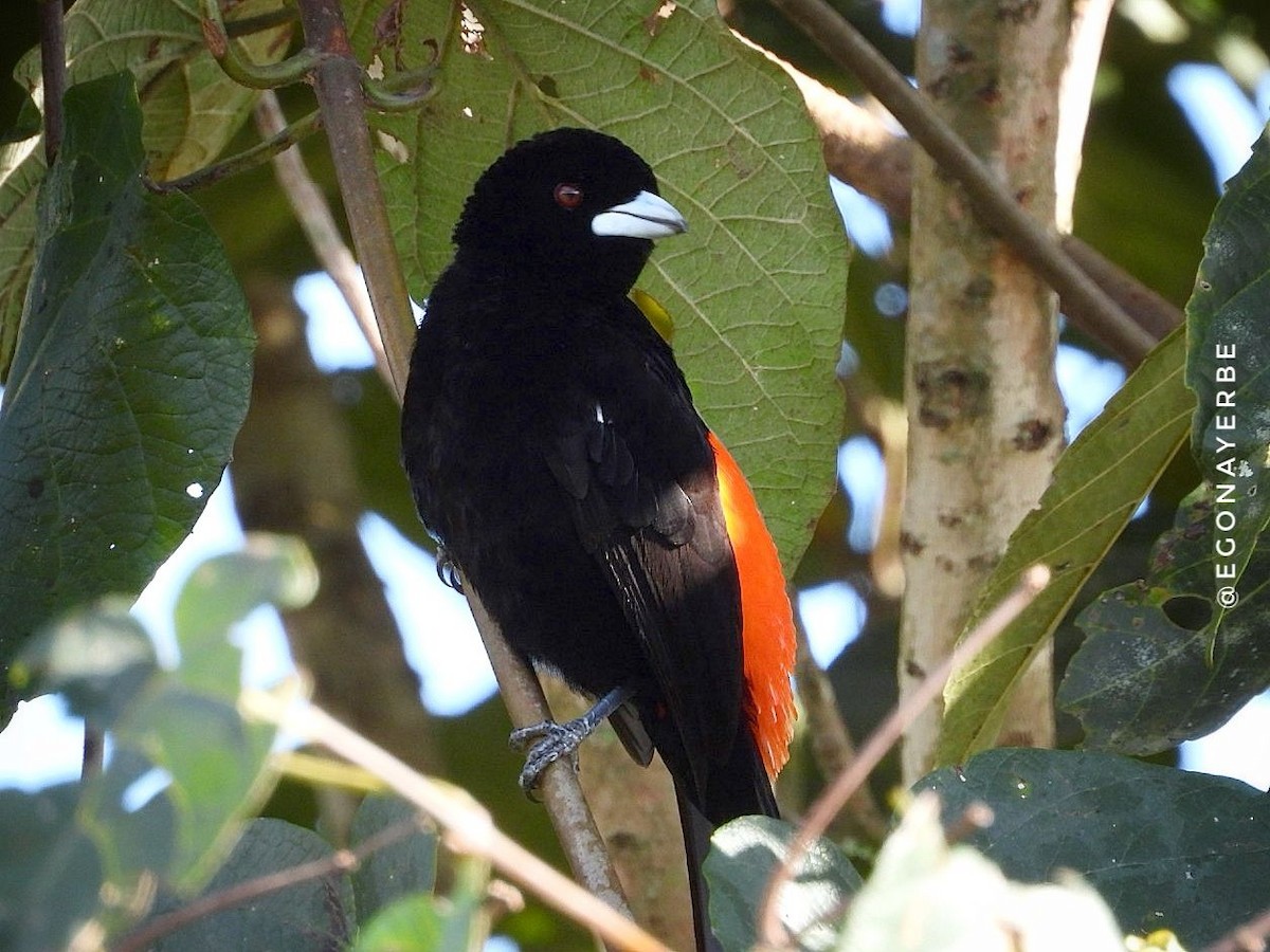 Flame-rumped Tanager - ML636026408