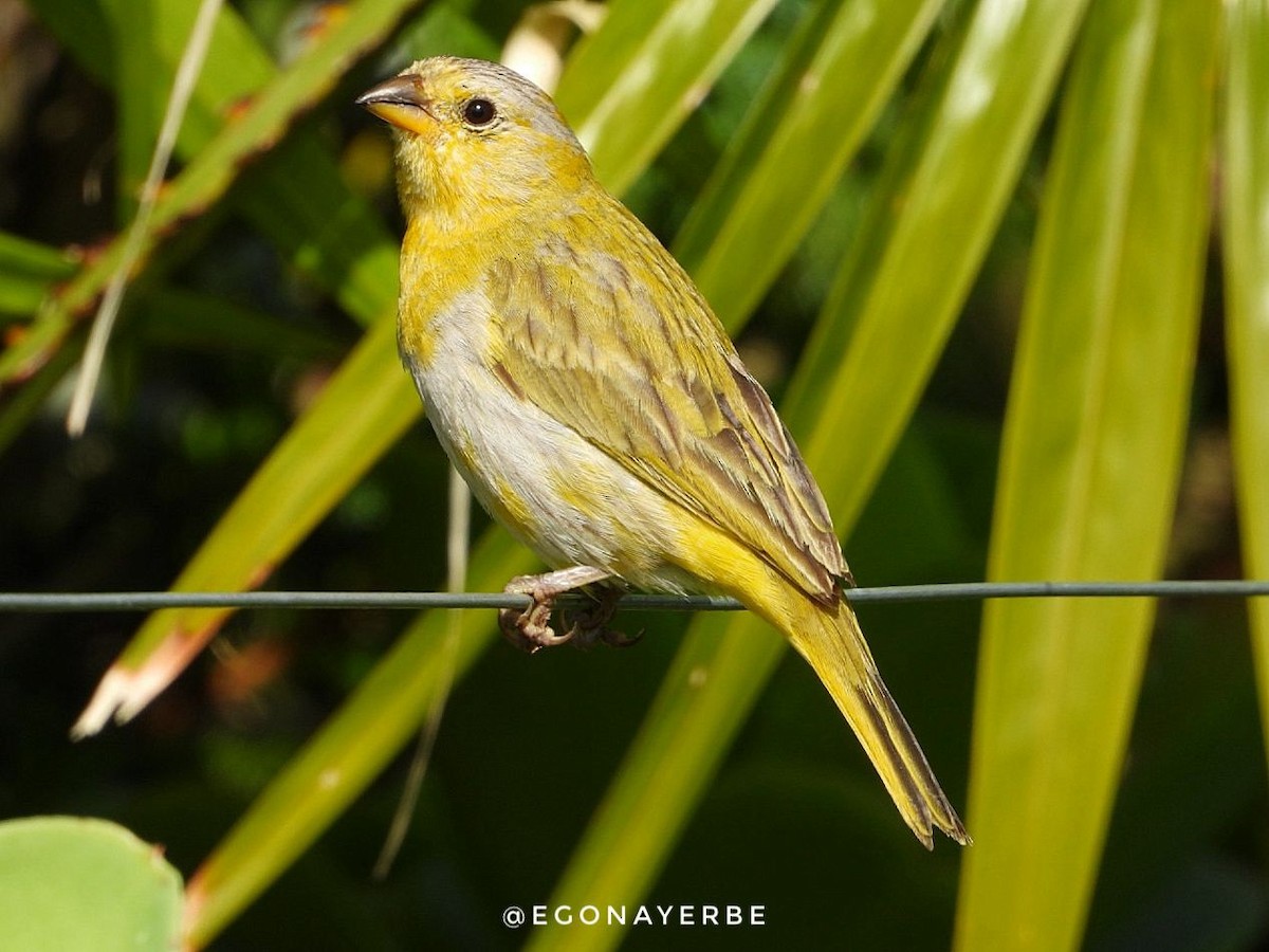 Saffron Finch - ML636026420