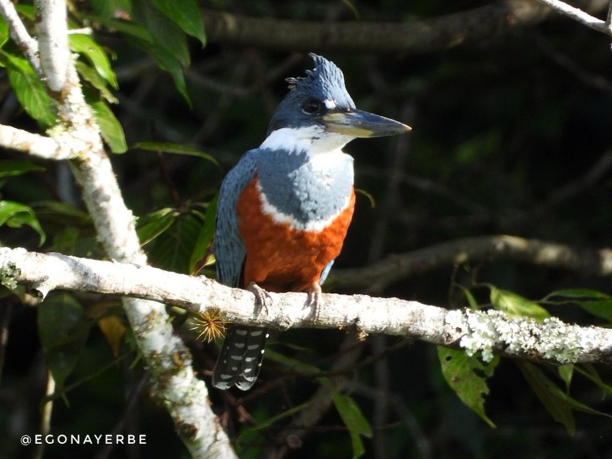 Ringed Kingfisher - ML636026456