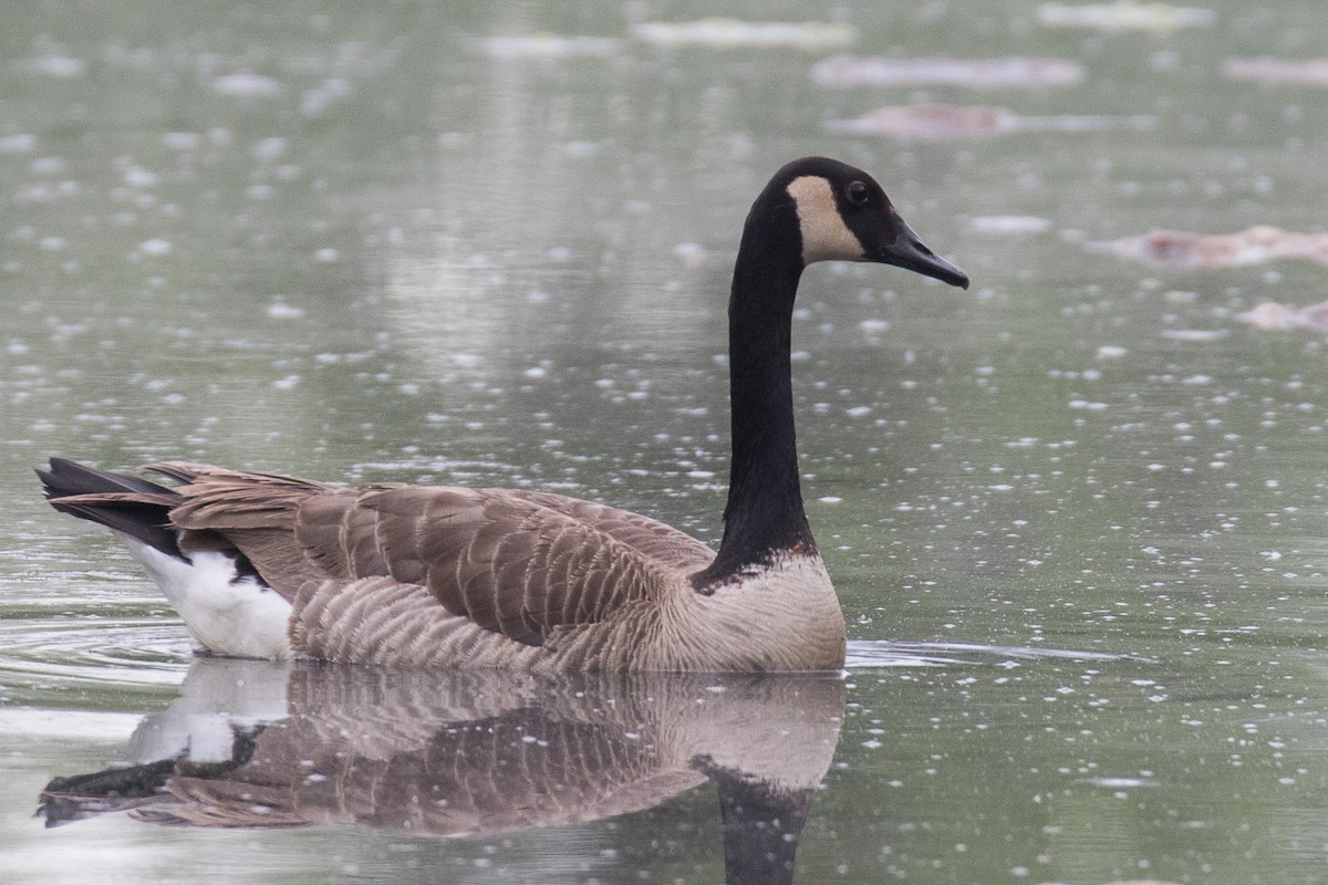 Canada Goose - ML636026471