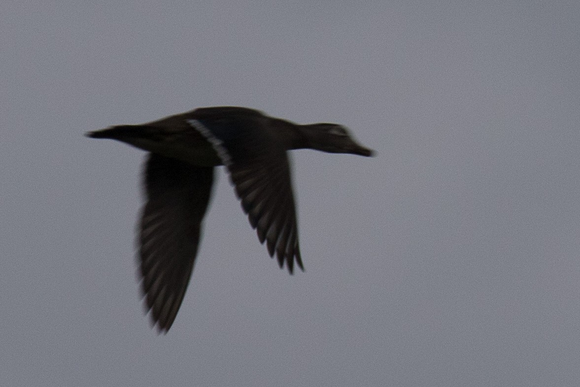 Wood Duck - ML636026477