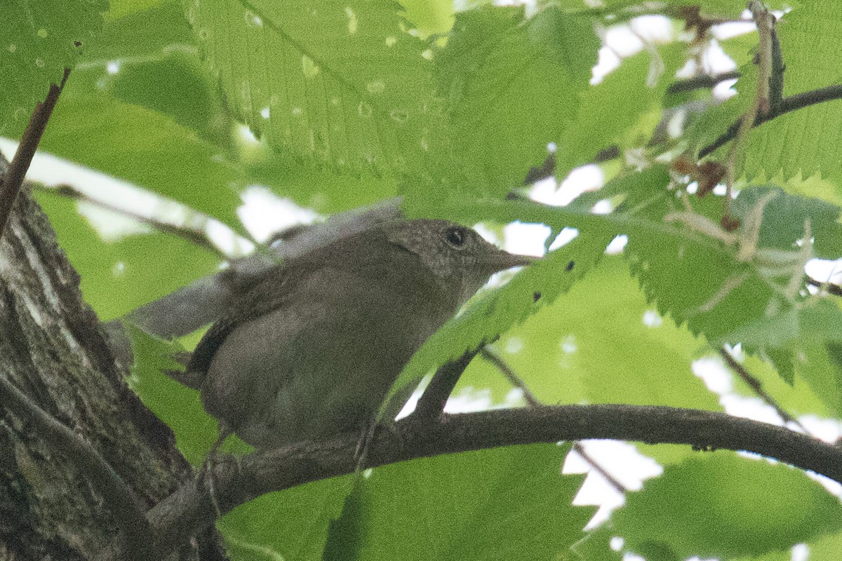 Northern House Wren - ML636026501