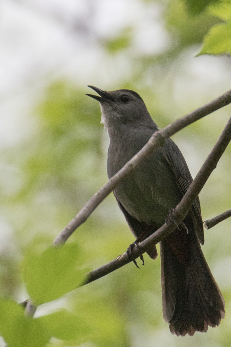 Gray Catbird - ML636026503