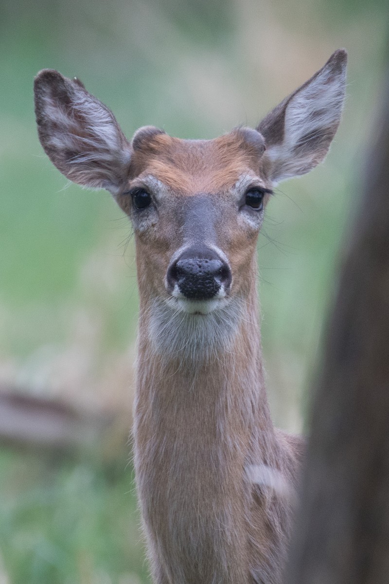 White-tailed Deer - ML636026555