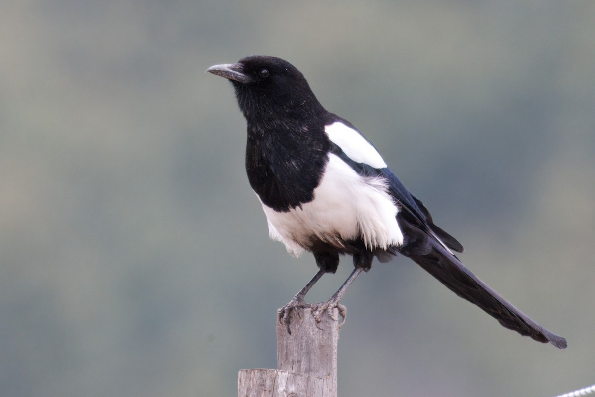 Black-rumped Magpie - ML636026868