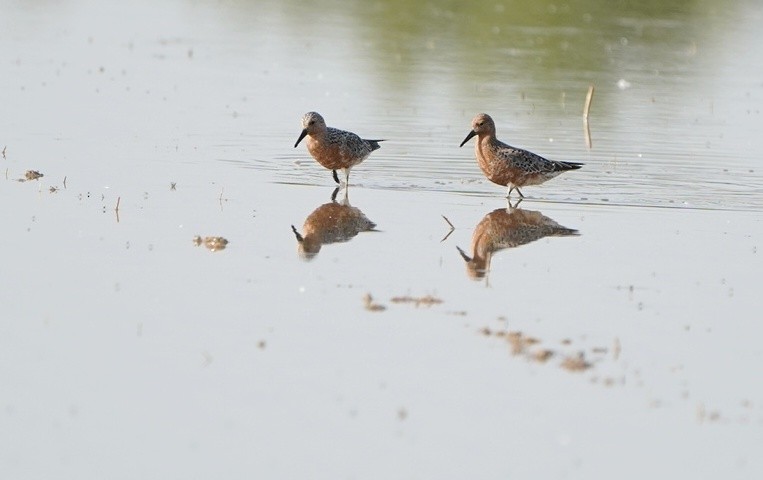 polarsnipe - ML636026940