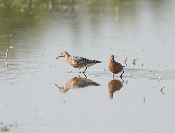 polarsnipe - ML636026941