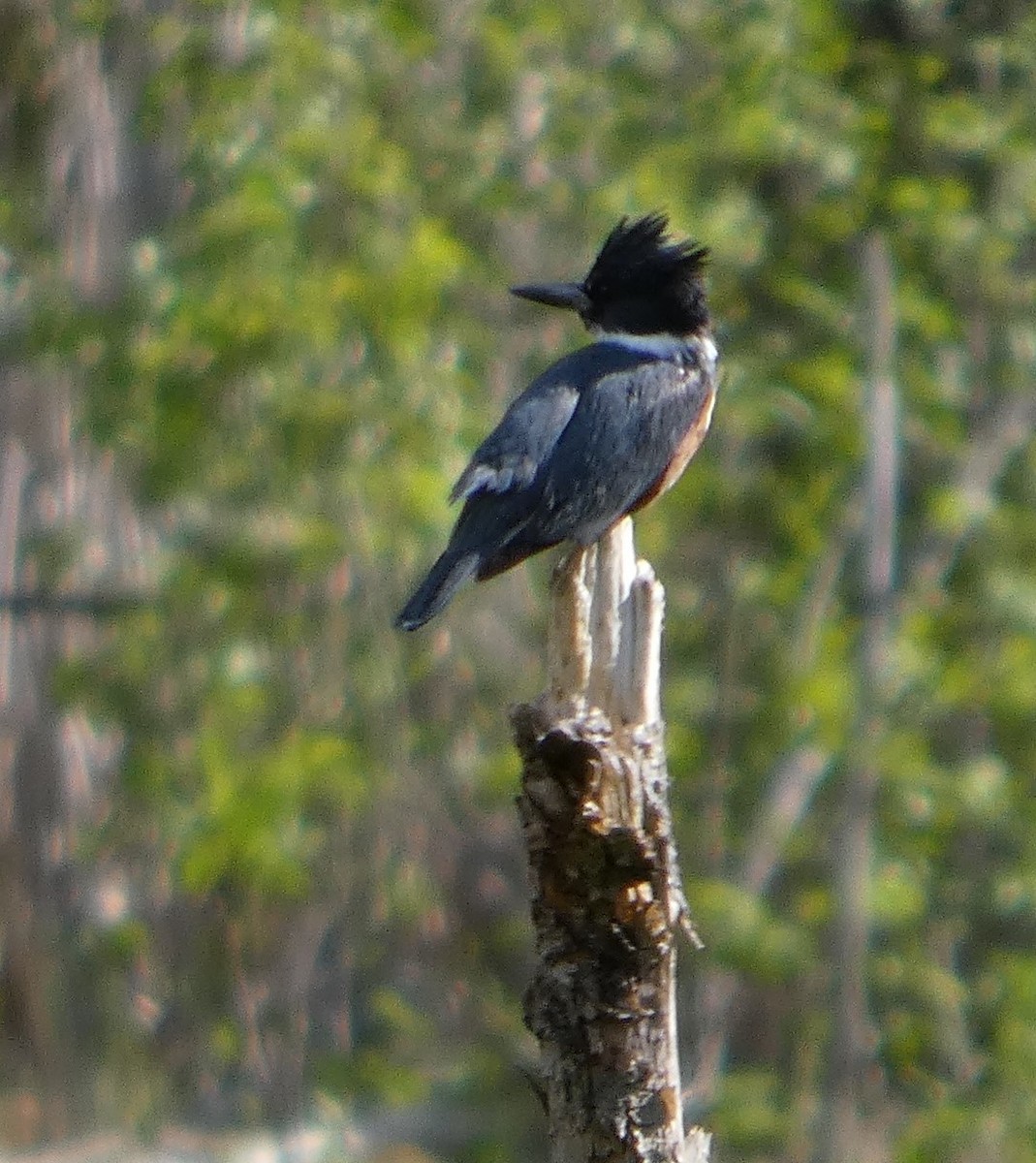 Belted Kingfisher - ML636026943