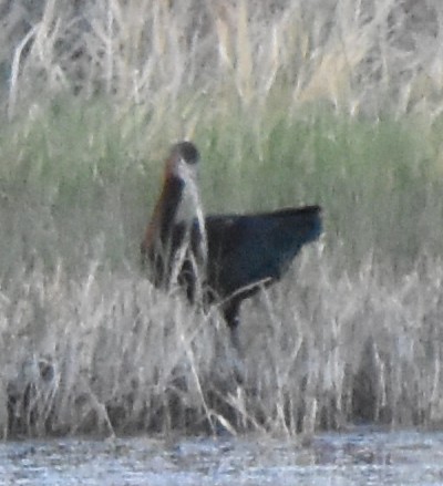 Glossy/White-faced Ibis - ML636026969
