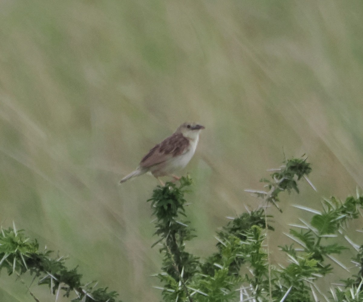 Pectoral-patch Cisticola - ML636027001