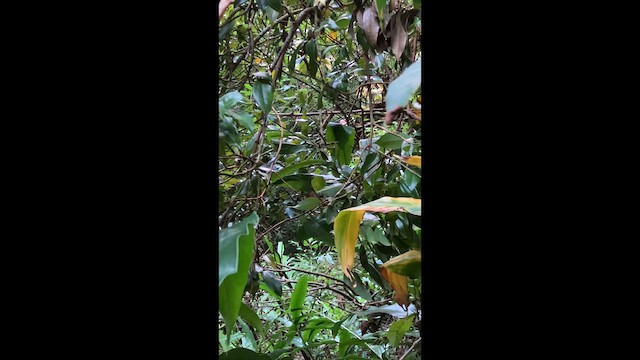 Red-billed Leiothrix - ML636027018