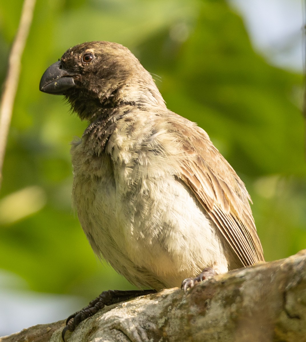 Large Tree-Finch - ML636027091