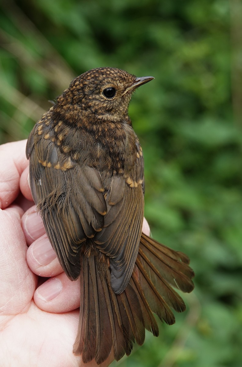 European Robin - ML636027094