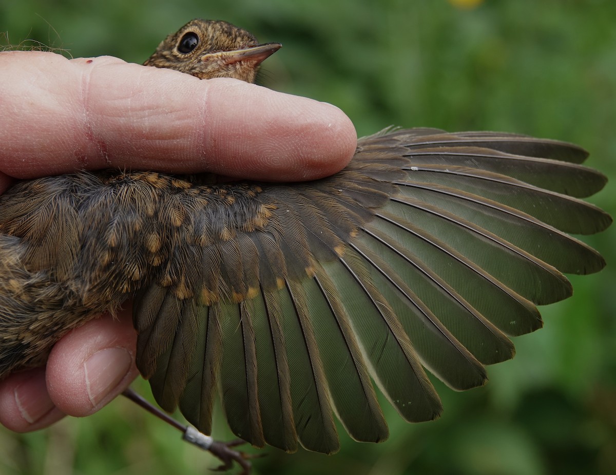 European Robin - ML636027095