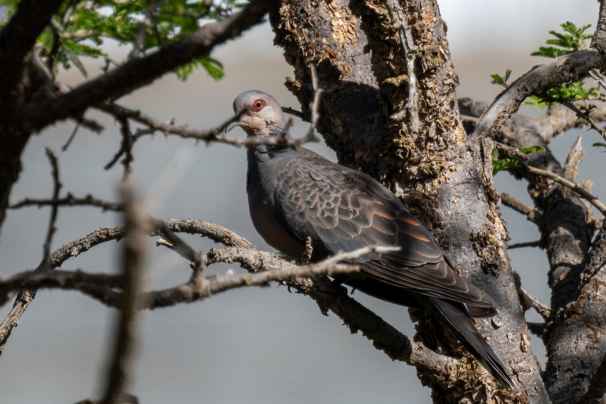 Dusky Turtle-Dove - ML636027100