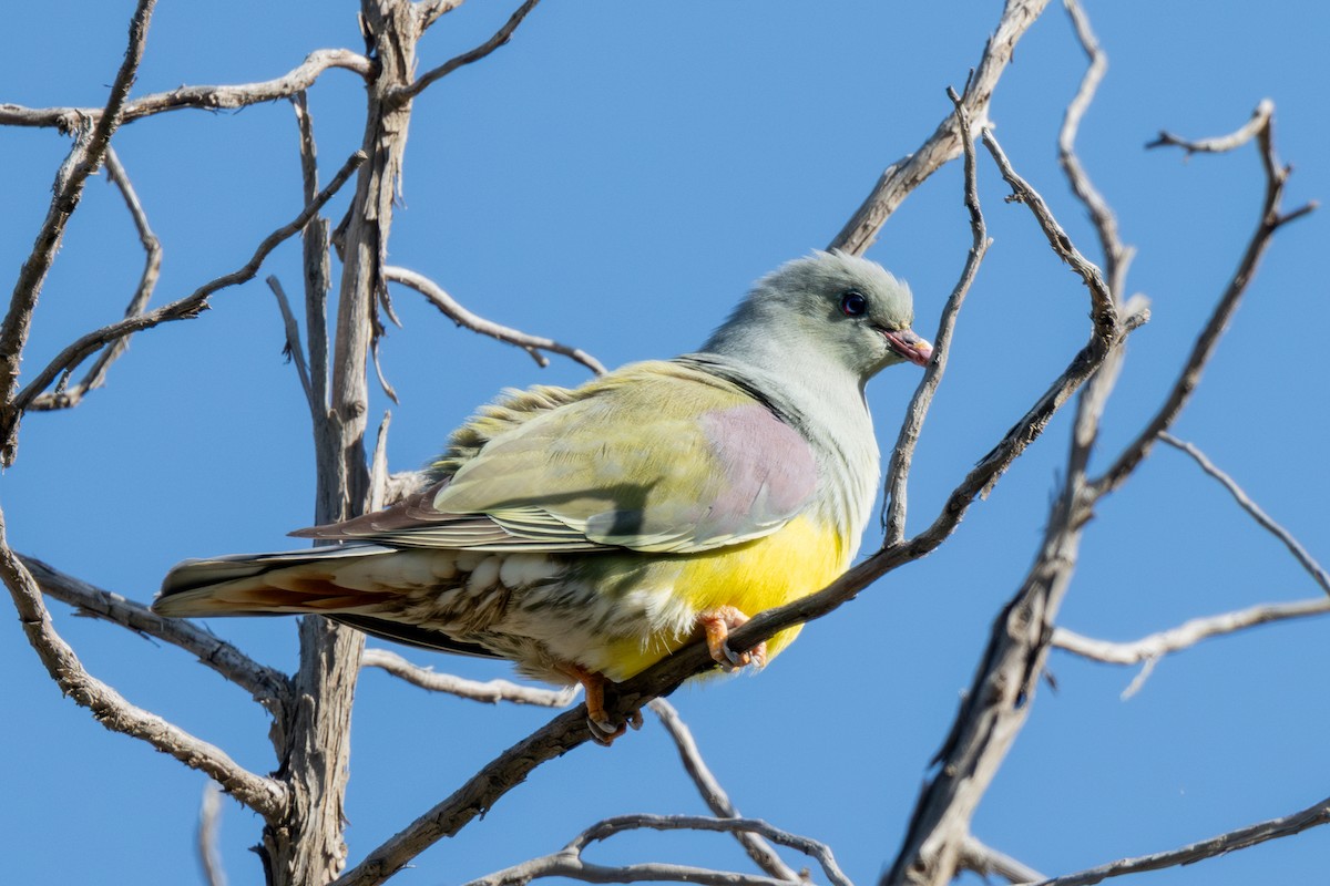 Bruce's Green-Pigeon - ML636027125