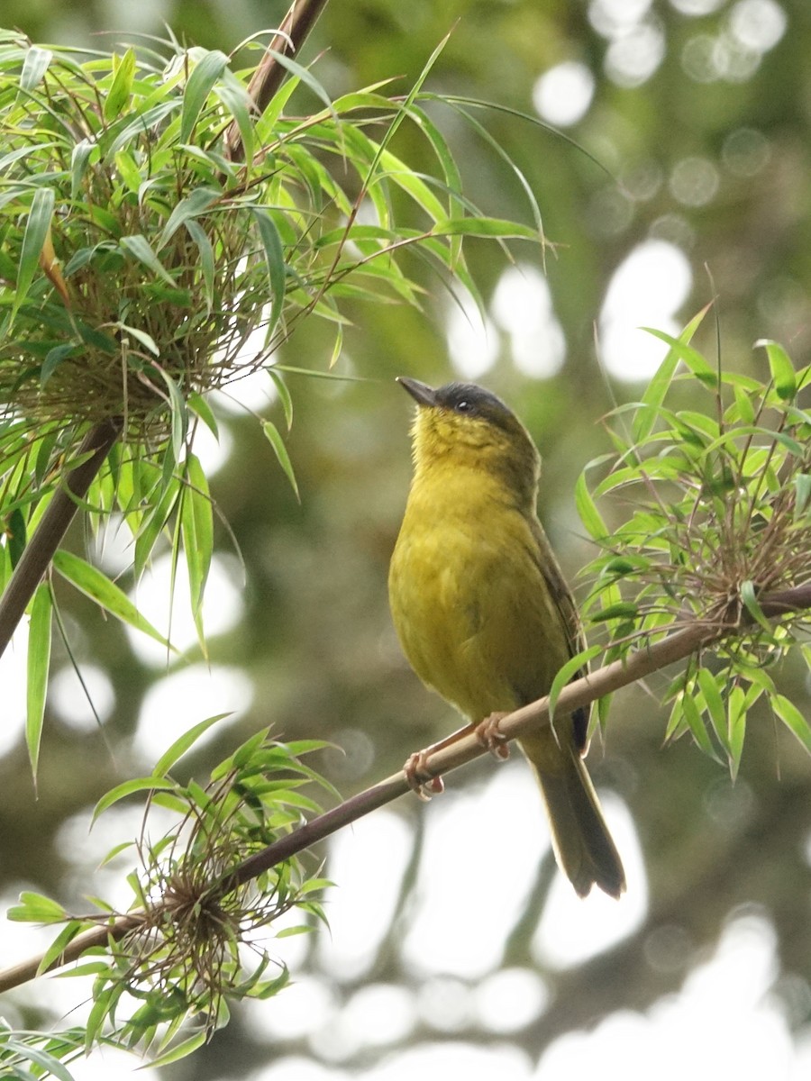Gray-capped Hemispingus - ML636027227