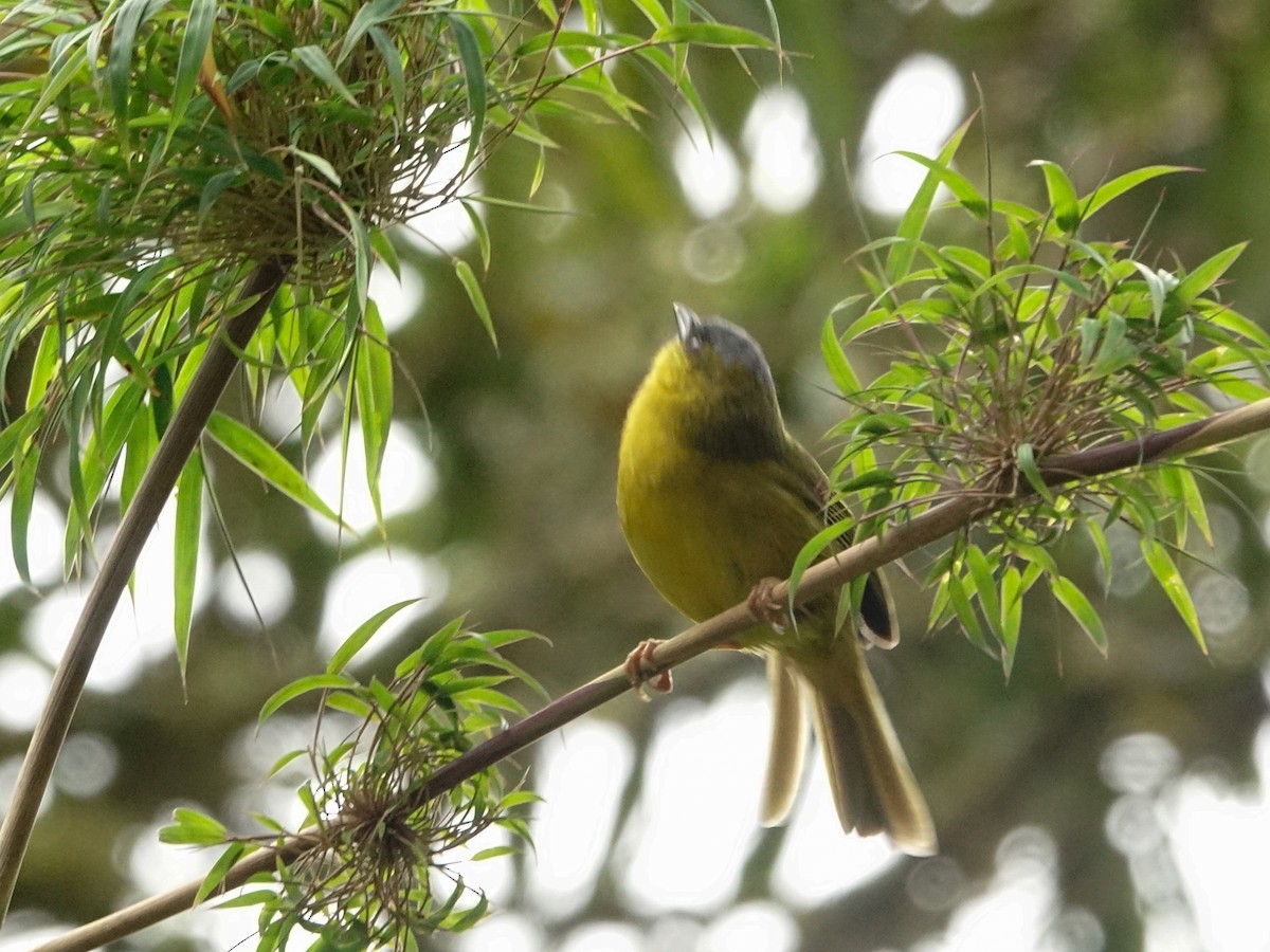 Gray-capped Hemispingus - ML636027229