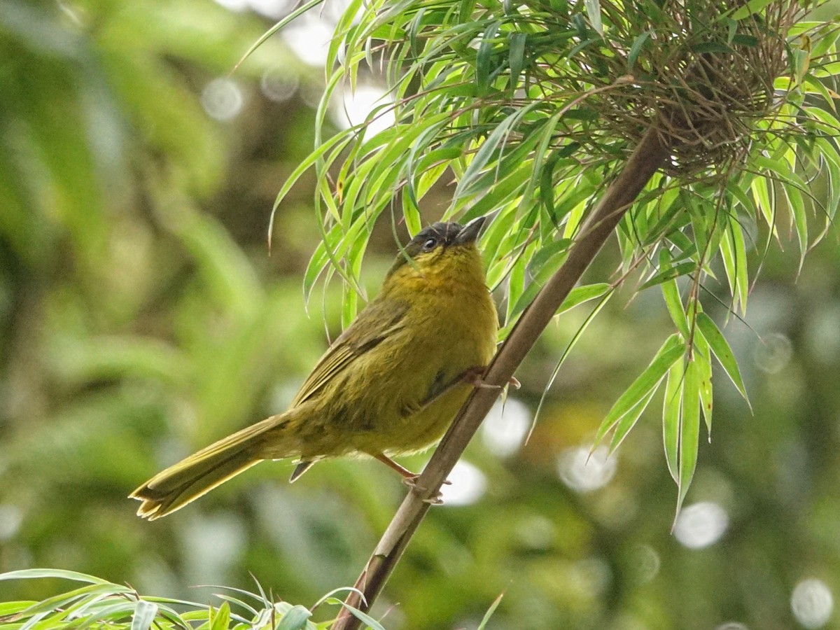 Gray-capped Hemispingus - ML636027231