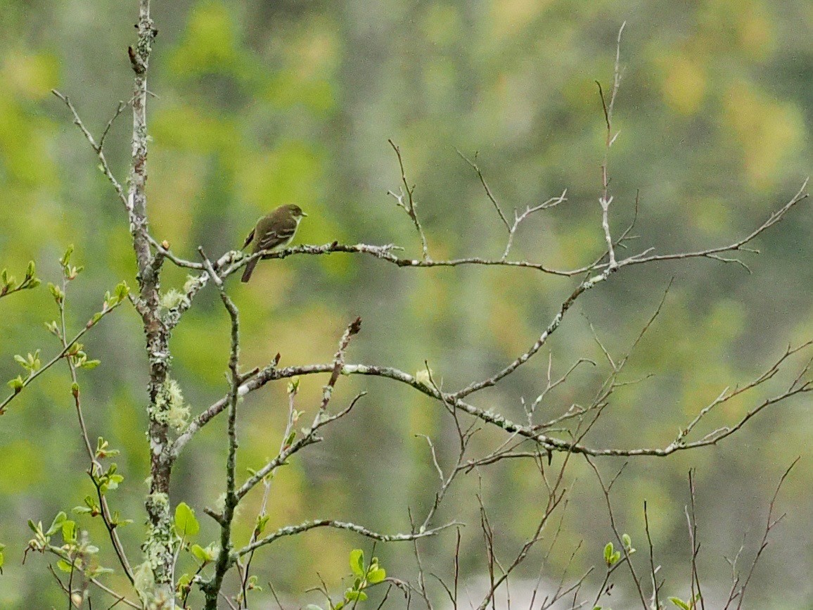 Alder Flycatcher - ML636027423
