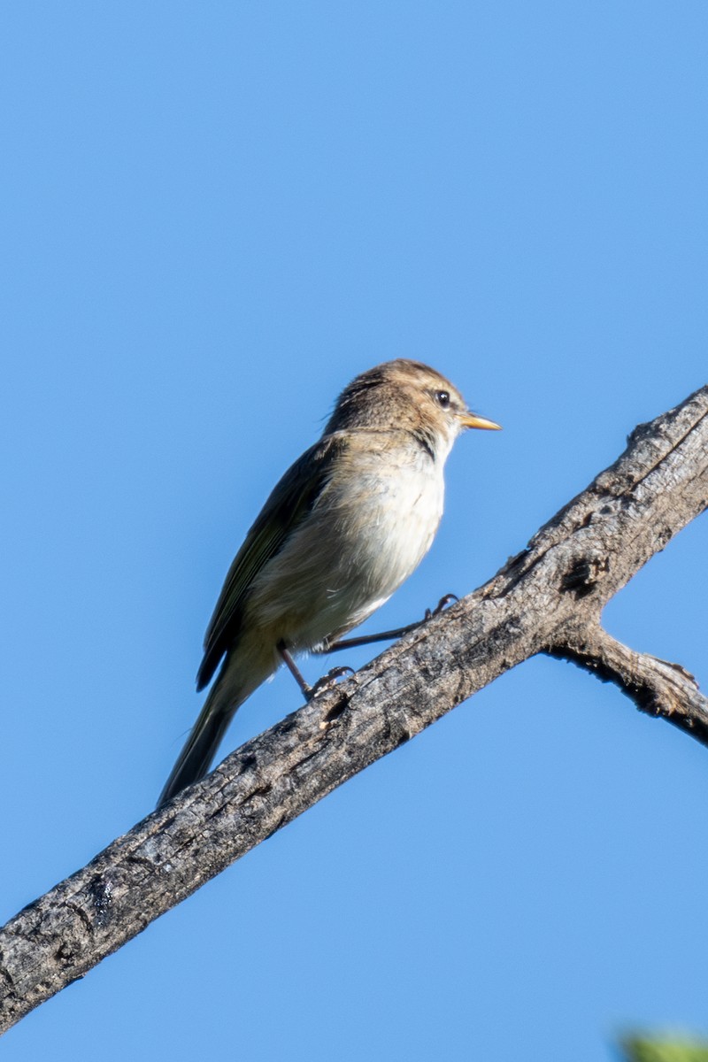 Brown Woodland-Warbler - ML636027428