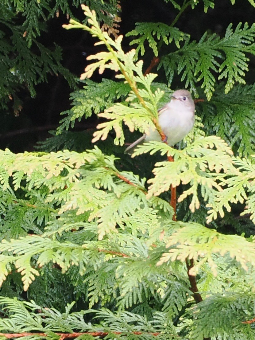 Least Flycatcher - ML636027467
